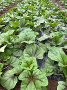 蔬菜種子種植戶客戶點評-第一次種植這種菜，現(xiàn)在可以上市了，大家?guī)臀医ㄗh一下，能賣個什么價格？