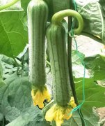 蔬菜種子種植戶客戶點(diǎn)評-這瓜，太美了！太美了！但我這個老菜農(nóng)……唉！