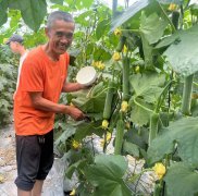 蔬菜種子種植戶客戶點(diǎn)評-干農(nóng)業(yè)，有喜悅嗎？有的，請看！