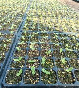 蔬菜種子種植戶客戶點(diǎn)評(píng)-高溫+病毒，雙重暴擊！今年種植這個(gè)品種能賺錢嗎？